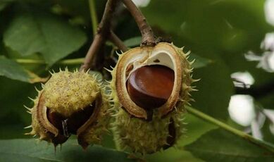 Chestnut use for the treatment of prostatitis